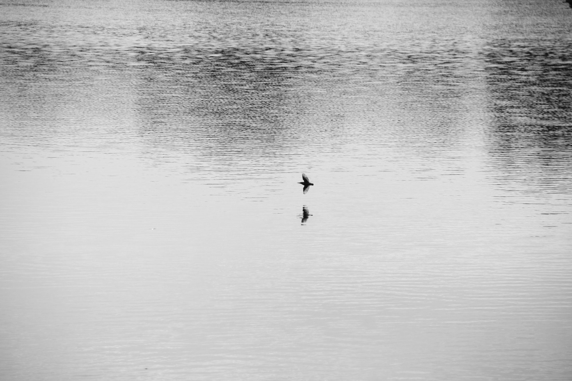 A small bird flies low over a wide expanse of pale water, reflected below.