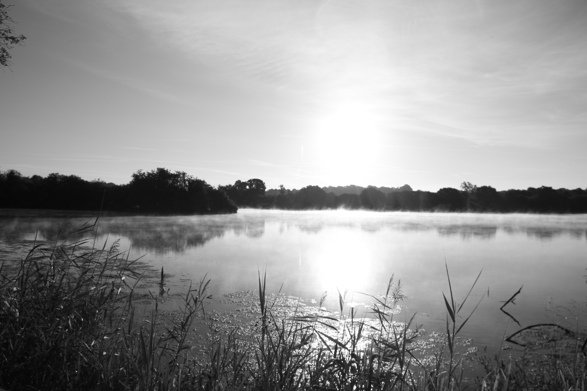 Morning mist hangs above a quiet lake, with reeds silhouetted in the foreground.