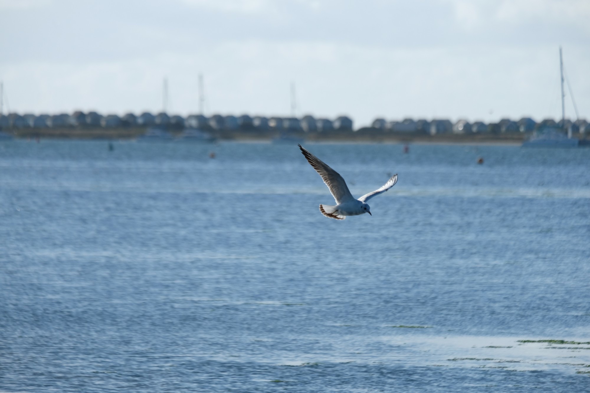 A gull passes low over blue harbour water, with a distant shoreline behind it.