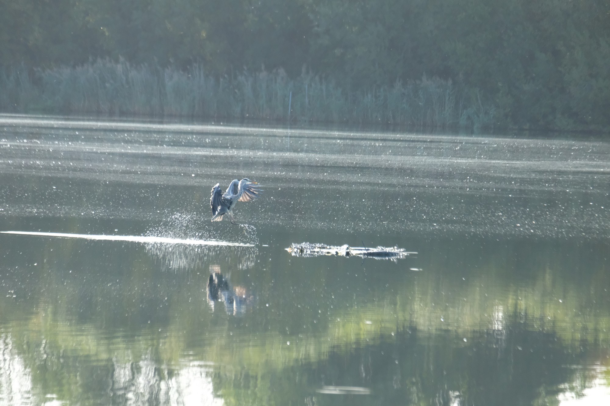 A heron takes off from still water, with spray and a reflection beneath its wings.