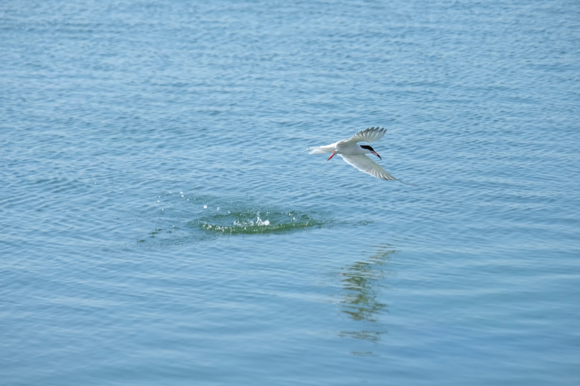 A tern rises above blue water, leaving a ring of spray behind it.